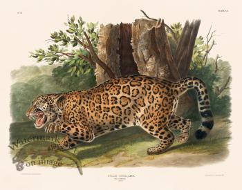 101 The Jaguar